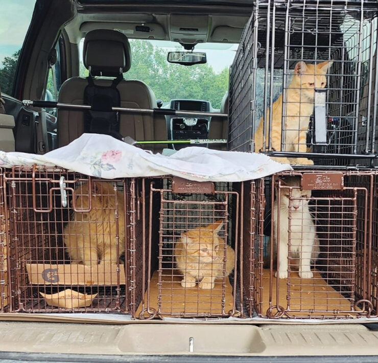 Featured Trapped Community Cats In The Back Of A Car