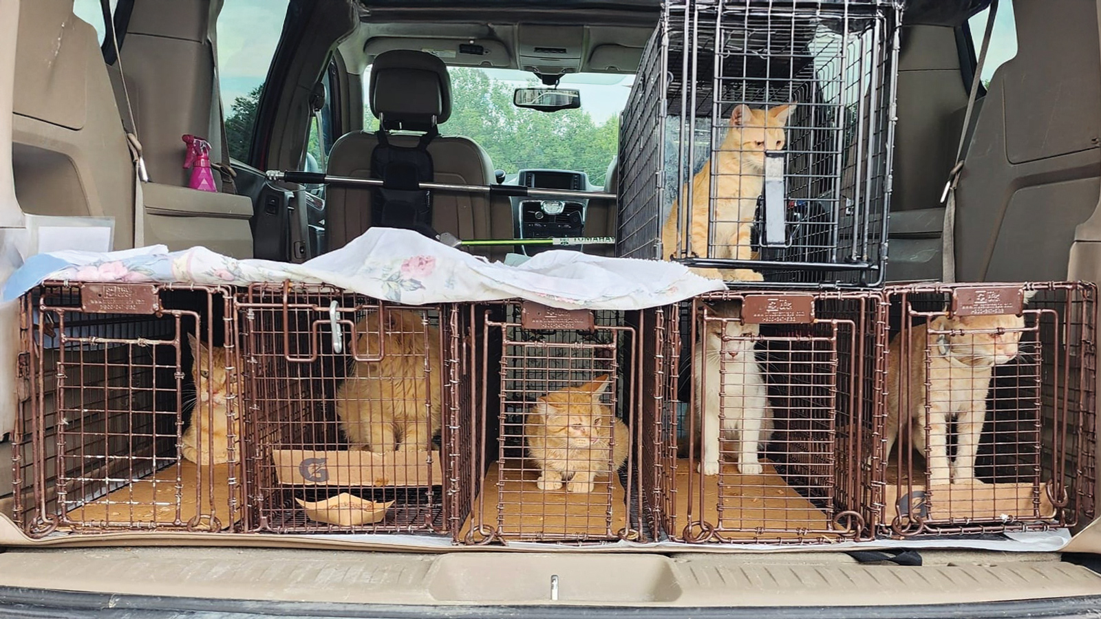 Featured Trapped Community Cats In The Back Of A Car