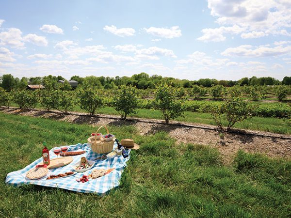 Picnic-Blue-Shepard-Farms