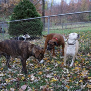 Featured All Four Dogs Hanging Out In The Backyard