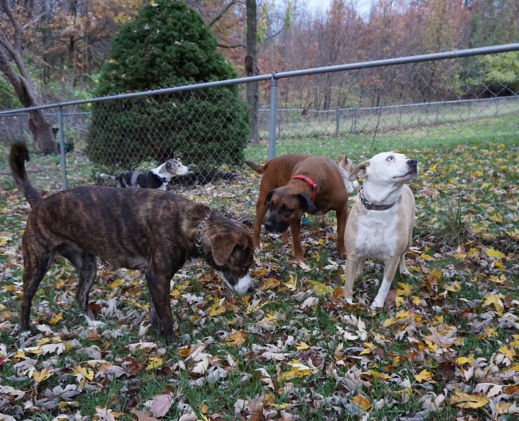 Featured All Four Dogs Hanging Out In The Backyard