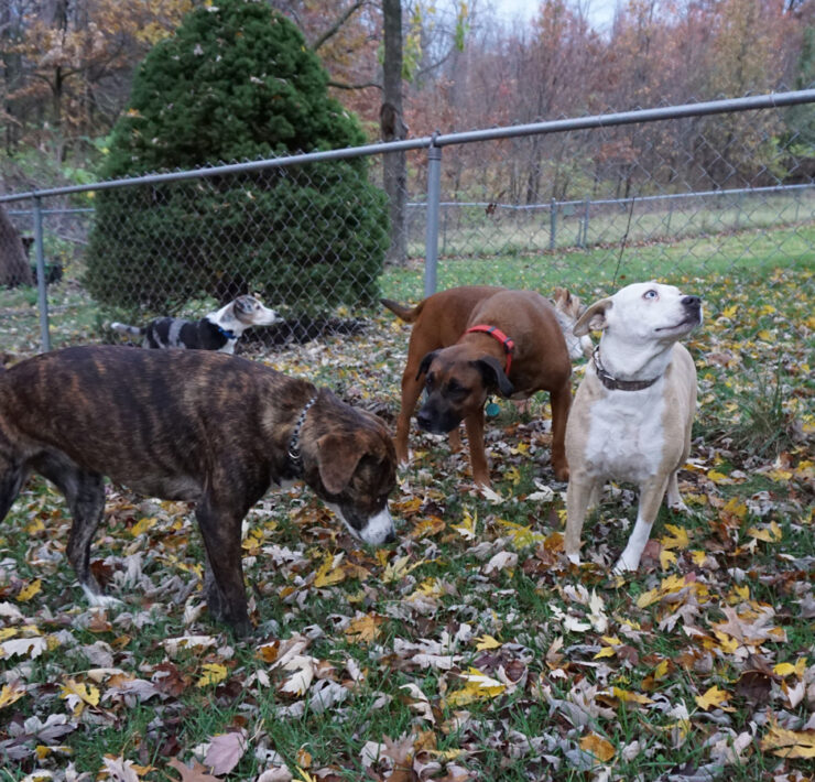 Featured All Four Dogs Hanging Out In The Backyard