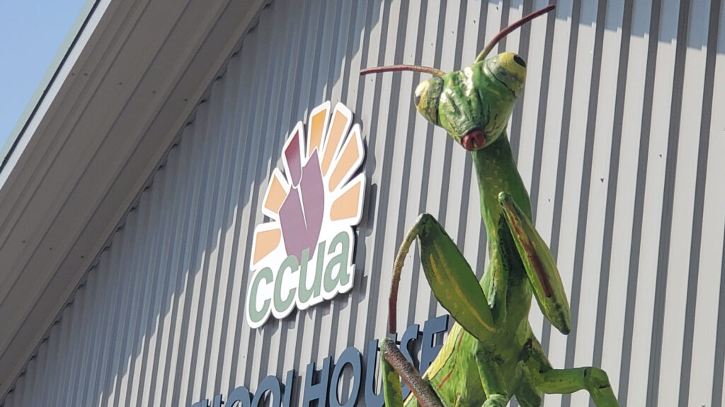 Featured Ccua Schoolhouse Grasshopper Sculpture (1)