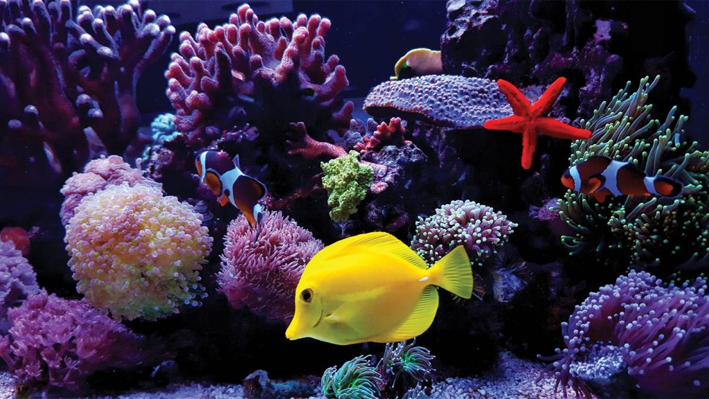 two clownfish