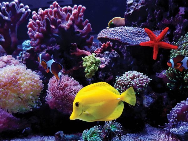 two clownfish