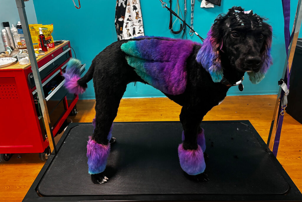 Poodle 1200x800