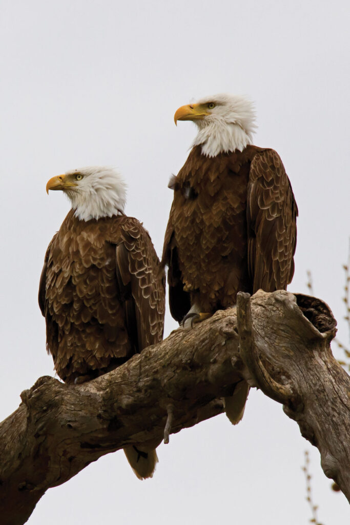 Bald Eagle Pair Nesting Eagle Bluffs Conservation Area Dennis Smarr