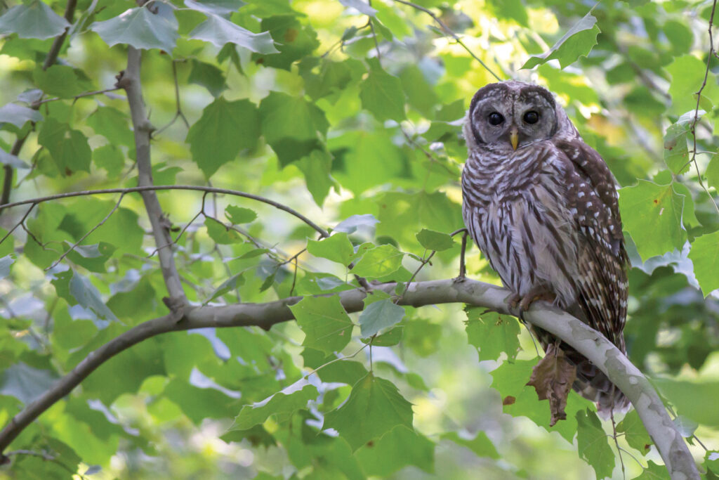 Barred Owl On Branch Dennis Smarr