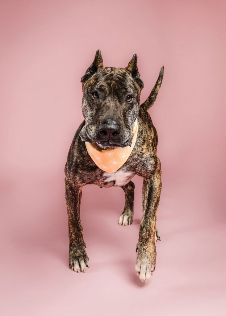 Cmhs Adoptable Dog Beverly