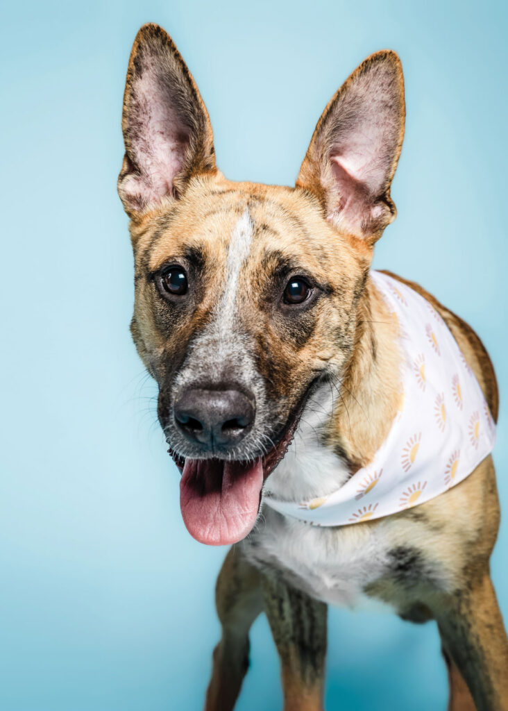 Cmhs Adoptable Dog Biscuit
