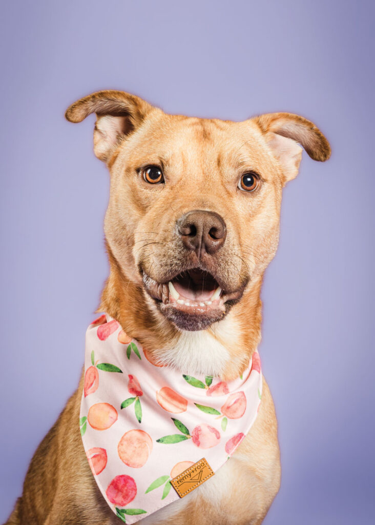 Cmhs Adoptable Dog Chicken Pot Pie