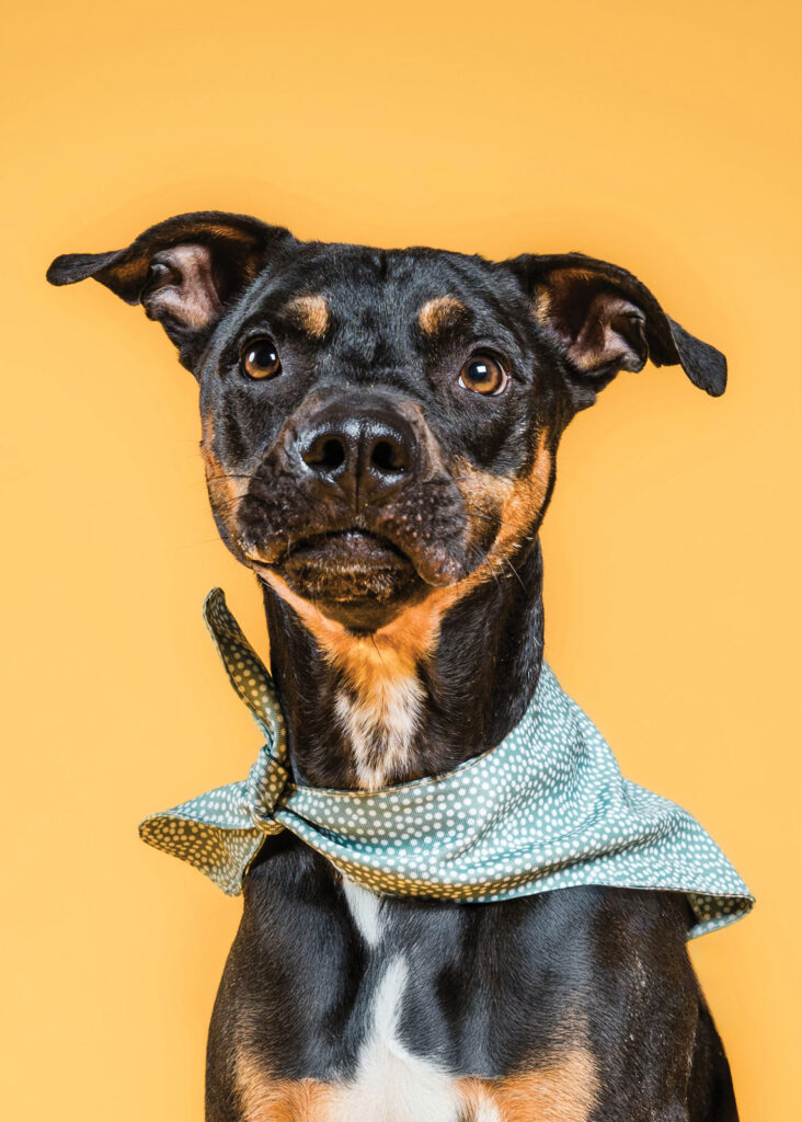 Cmhs Adoptable Dog Rufus