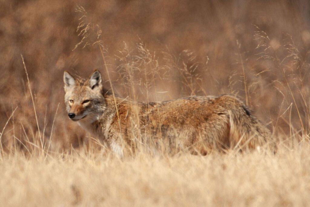 Coyote In Natural Habitat Mo Dept Of Conservation