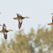 Featured Blue Winged Teal Flock In Flight Eagle Bluffs Dennis Smarr