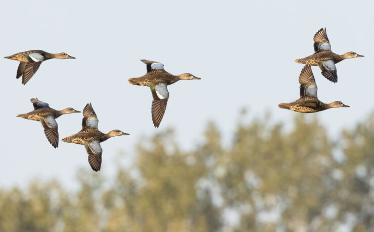 Featured Blue Winged Teal Flock In Flight Eagle Bluffs Dennis Smarr