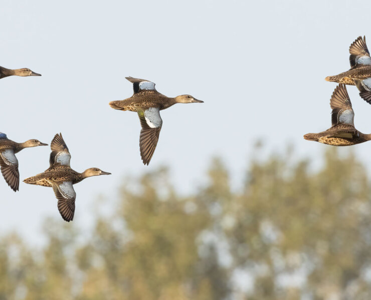 Featured Blue Winged Teal Flock In Flight Eagle Bluffs Dennis Smarr