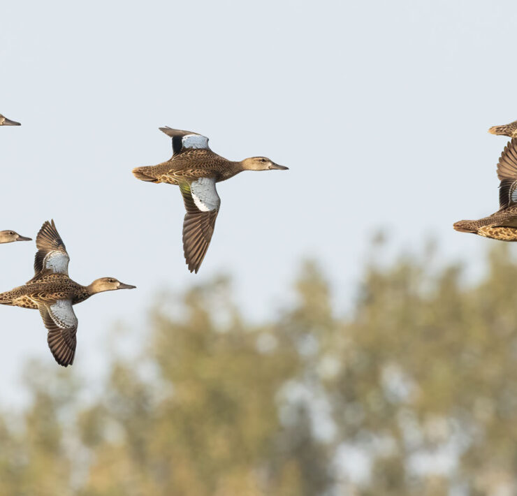 Featured Blue Winged Teal Flock In Flight Eagle Bluffs Dennis Smarr