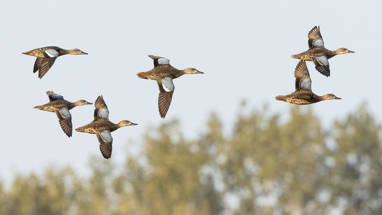 Featured Blue Winged Teal Flock In Flight Eagle Bluffs Dennis Smarr
