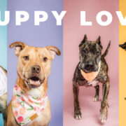 Featured Cmhs Adoptable Dogs