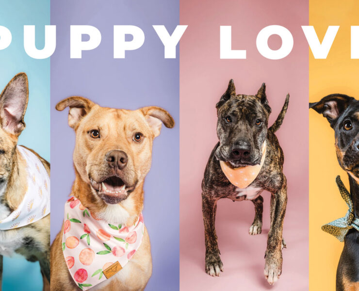 Featured Cmhs Adoptable Dogs