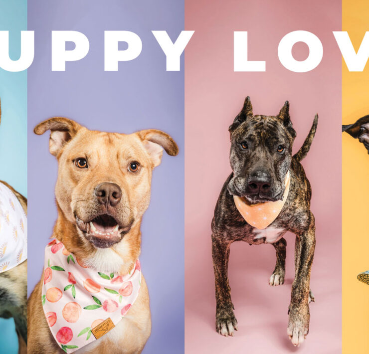 Featured Cmhs Adoptable Dogs