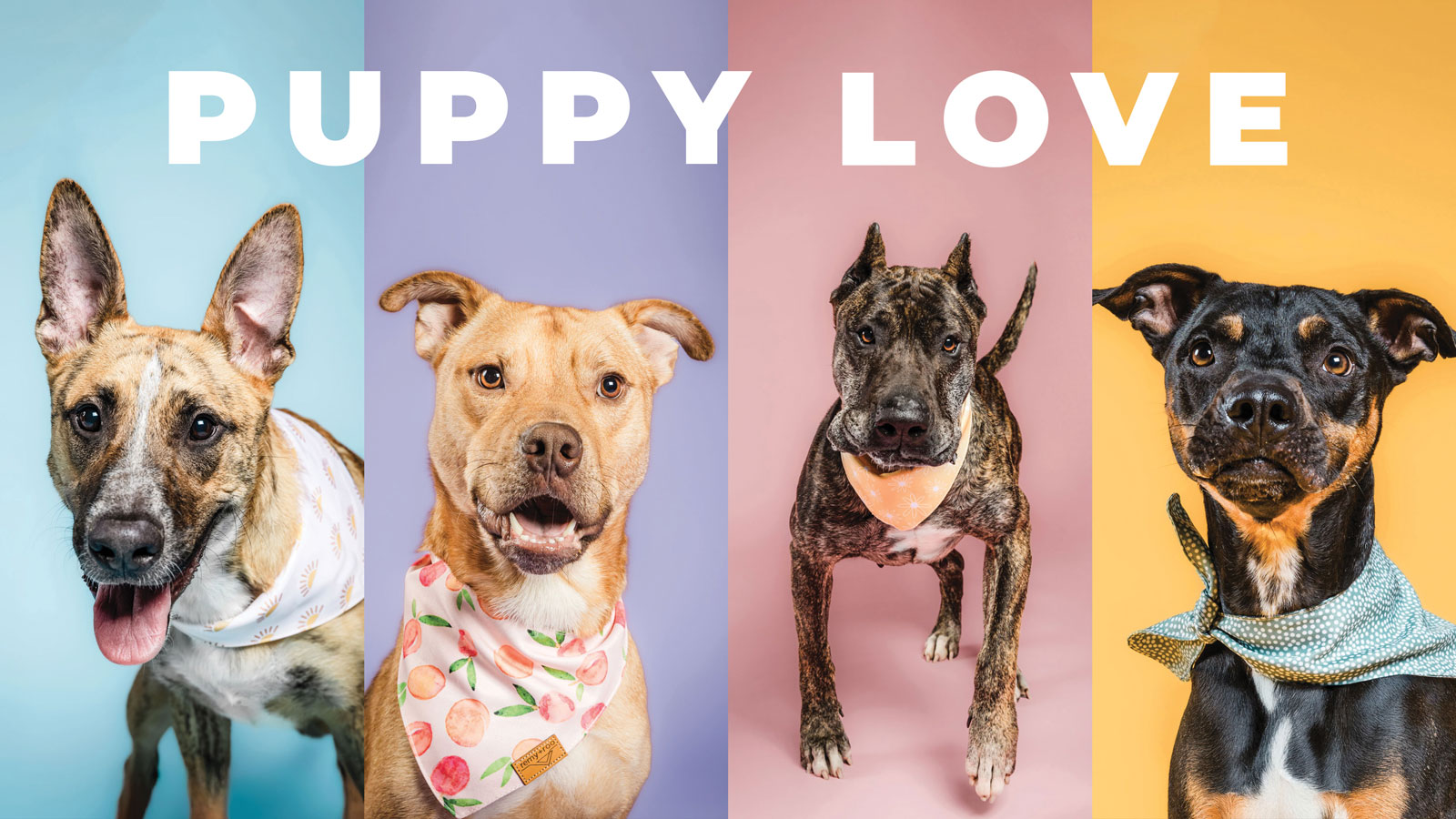 Featured Cmhs Adoptable Dogs