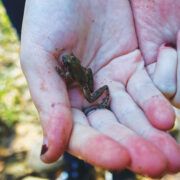 Featured Holding A Little Frog