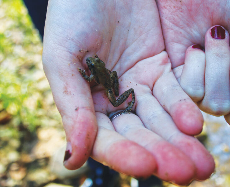 Featured Holding A Little Frog