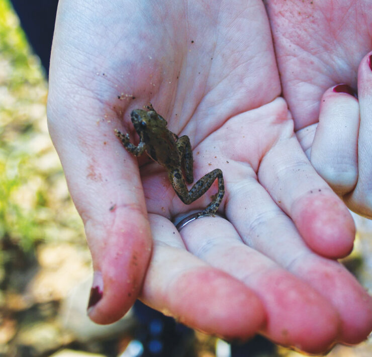 Featured Holding A Little Frog