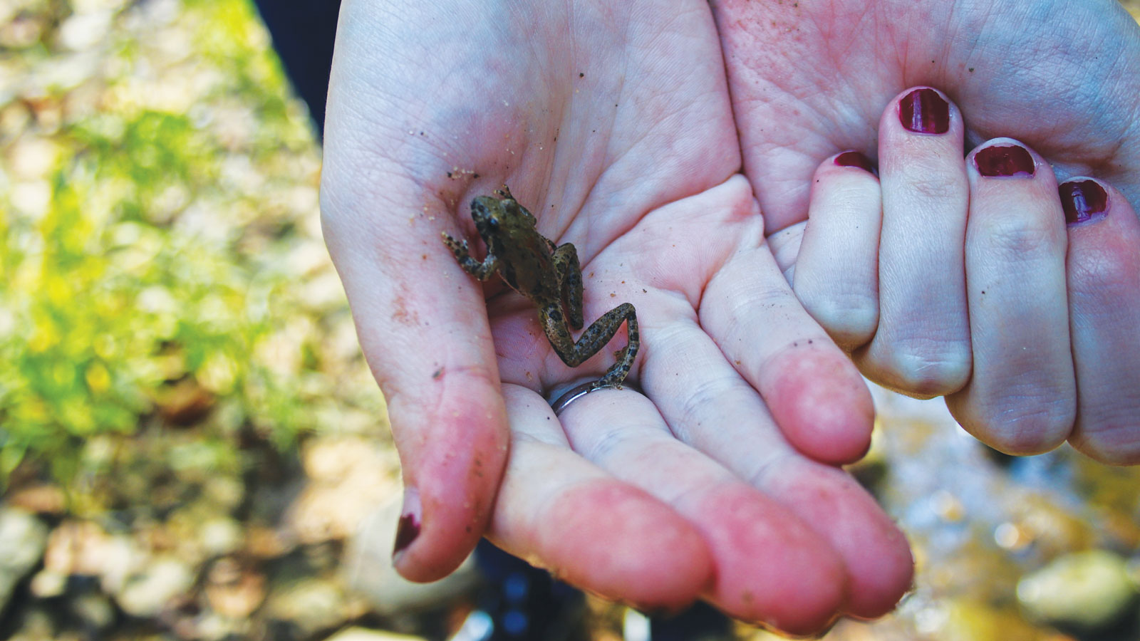 Featured Holding A Little Frog