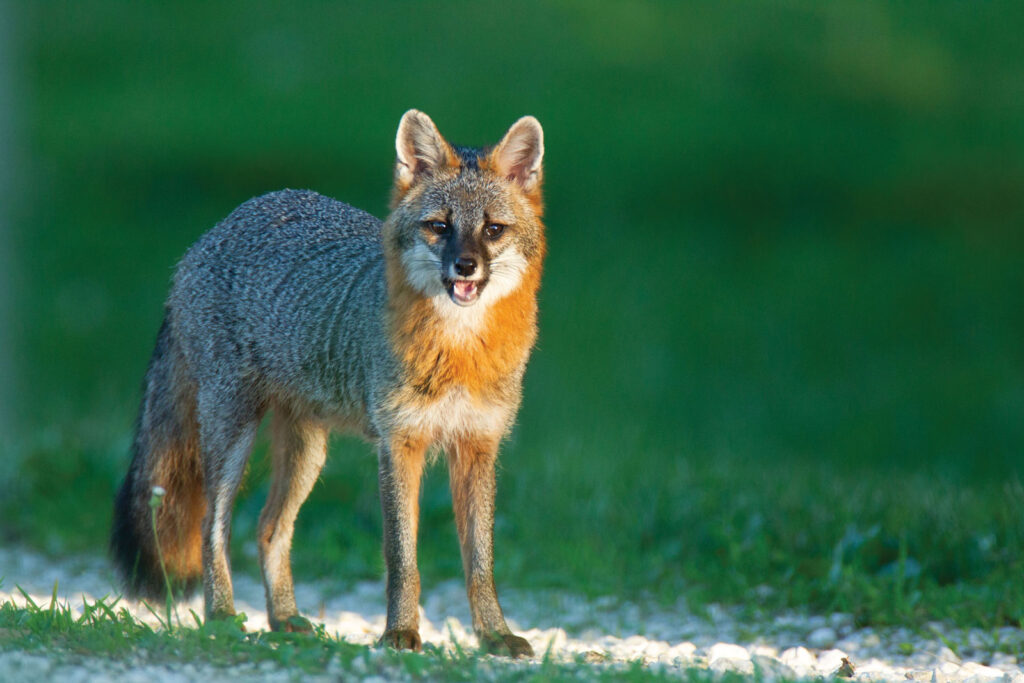 Grey Fox In Urban Setting Mo Dept Of Conservation