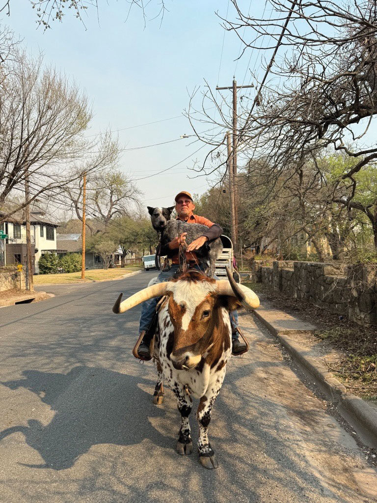 Lone Texas Longhorn In Austin