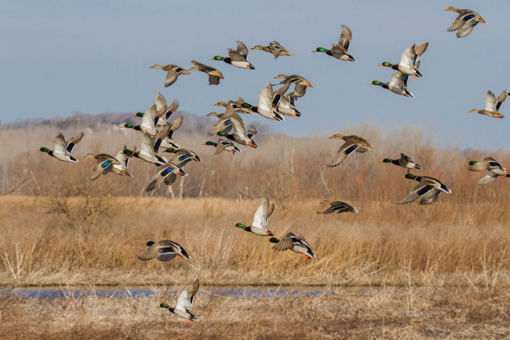 Mallards In Flight Over Eagle Bluffs Dennis Smarr