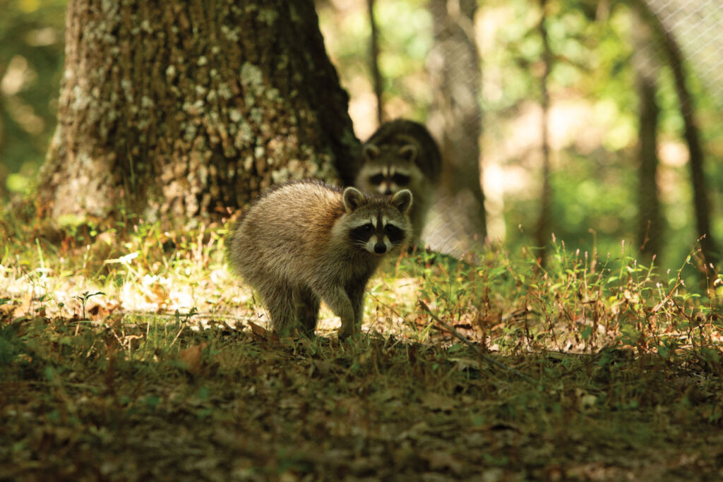 Raccoon In Urban Environment Mo Dept Of Conservation