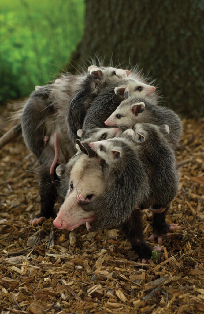 Virginia Opossum Carrying Joeys Mo Dept Of Conservation