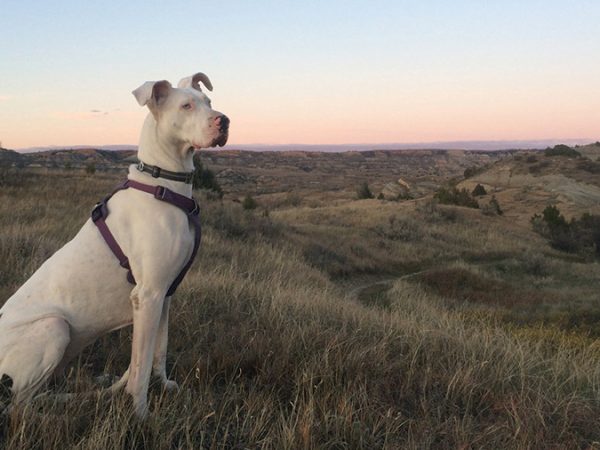 Aspen-dog