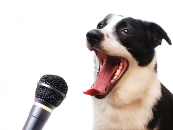 A black and white shepherd dog sitting in front of a microphone has its mouth wide open
