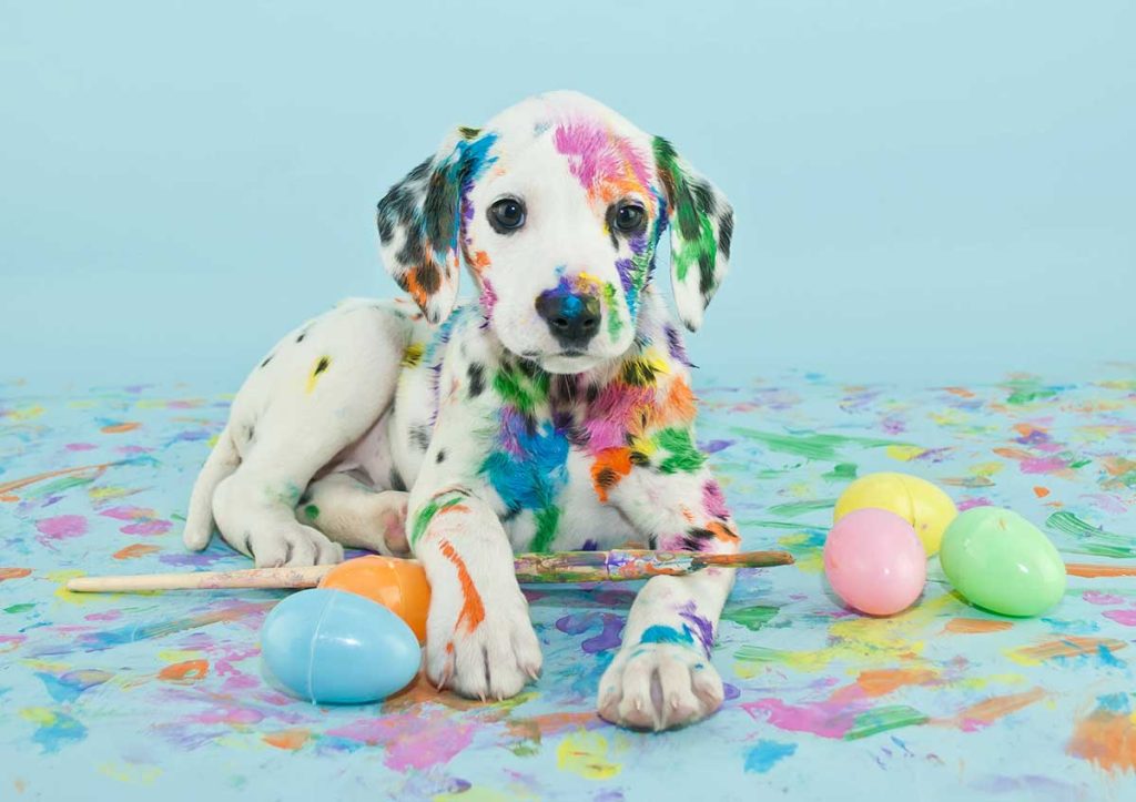 dolmation puppy covered in colorful paint set in front of a brilliant blue background and easter eggs
