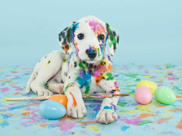 dolmation puppy covered in colorful paint set in front of a brilliant blue background and easter eggs