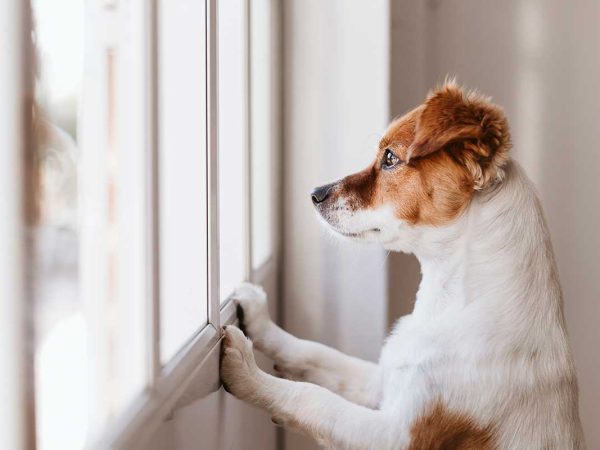 Como Extra Dog Looking out of a window