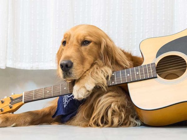 Como Extra Guitar Dog resting paw on guitar