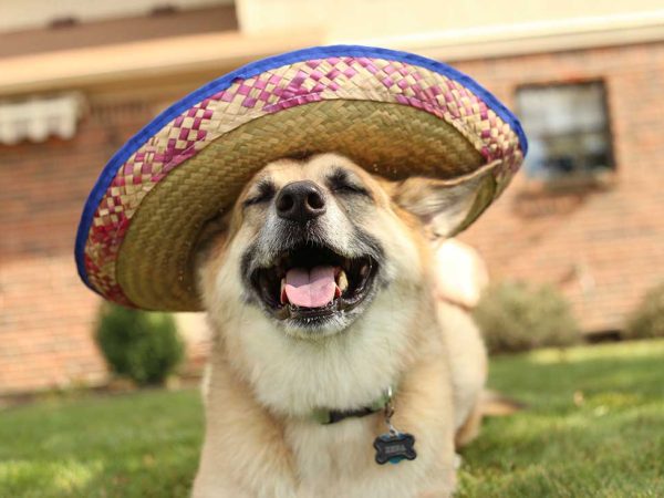 Cinco De Mayo Dog. A large dog wearing a sombrero.