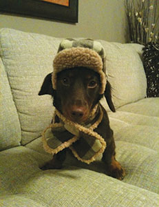 Charlie-dog