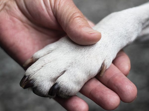 Dog-Care
