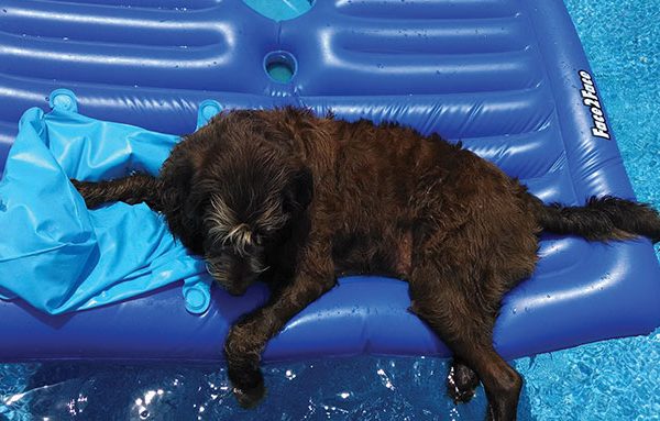 Dog-Pool