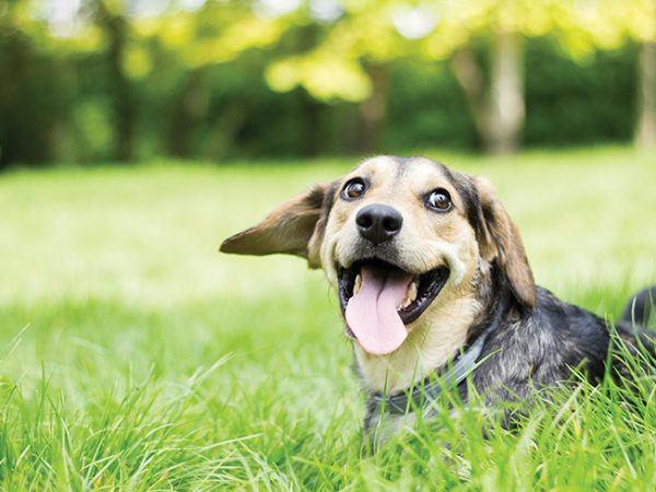 Dog-happy