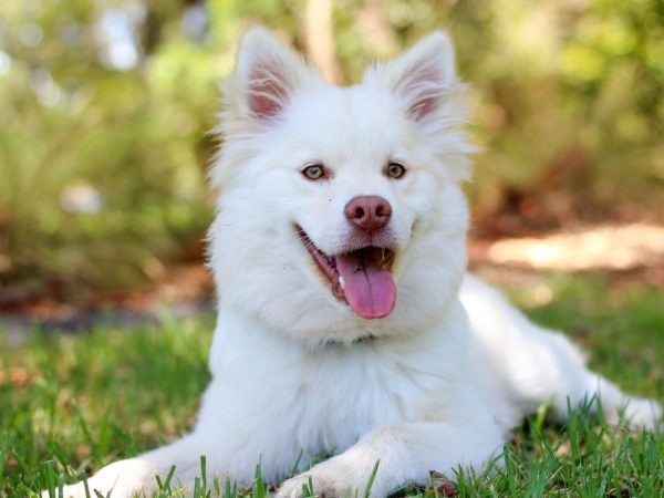 Dog1