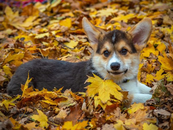 Extra Autumn Dog
