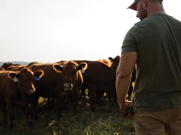 Feature-AgDistribution-Nichols-Cows