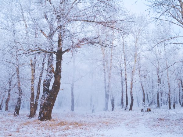 Forest-skincare